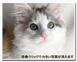 ノルウェージャンフォレストキャット