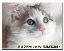 ノルウェージャンフォレストキャット