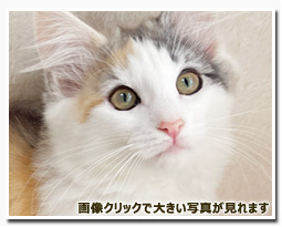 ノルウェージャンフォレストキャット