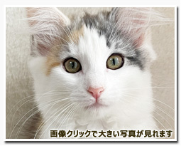 ノルウェージャンフォレストキャット