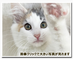 ノルウェージャンフォレストキャット