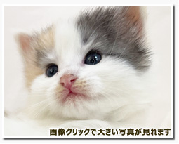 ノルウェージャンフォレストキャット