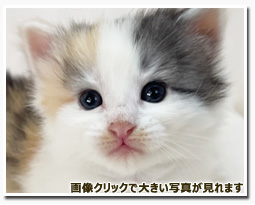 ノルウェージャンフォレストキャット