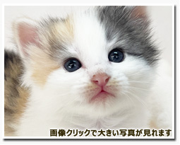 ノルウェージャンフォレストキャット