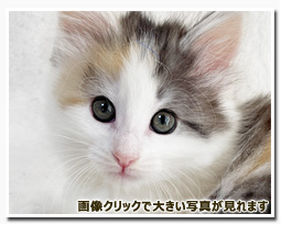 ノルウェージャンフォレストキャット