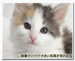 ノルウェージャンフォレストキャット