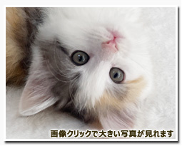 ノルウェージャンフォレストキャット