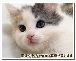 ノルウェージャンフォレストキャット