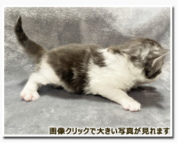 ノルウェージャンフォレストキャット