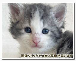 ノルウェージャンフォレストキャット