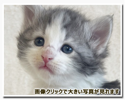 ノルウェージャンフォレストキャット