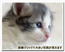 ノルウェージャンフォレストキャット