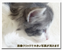 ノルウェージャンフォレストキャット