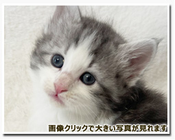 ノルウェージャンフォレストキャット