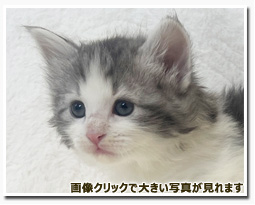 ノルウェージャンフォレストキャット