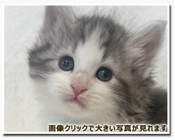 ノルウェージャンフォレストキャット