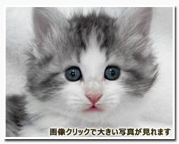 ノルウェージャンフォレストキャット