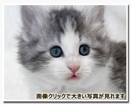 ノルウェージャンフォレストキャット