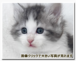 ノルウェージャンフォレストキャット