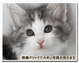 ノルウェージャンフォレストキャット