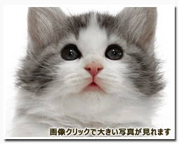 ノルウェージャンフォレストキャット