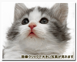 ノルウェージャンフォレストキャット