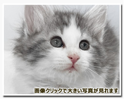 ノルウェージャンフォレストキャット