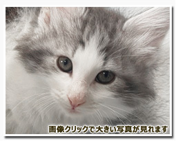 ノルウェージャンフォレストキャット