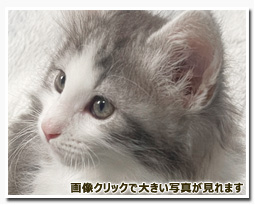 ノルウェージャンフォレストキャット