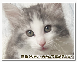 ノルウェージャンフォレストキャット