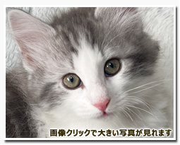 ノルウェージャンフォレストキャット