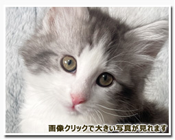 ノルウェージャンフォレストキャット