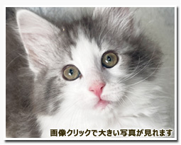 ノルウェージャンフォレストキャット