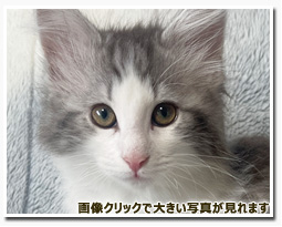 ノルウェージャンフォレストキャット