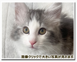 ノルウェージャンフォレストキャット