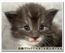 ノルウェージャンフォレストキャット