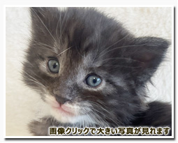 ノルウェージャンフォレストキャット