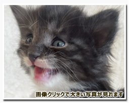 ノルウェージャンフォレストキャット