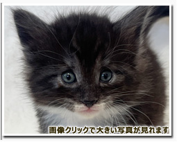 ノルウェージャンフォレストキャット