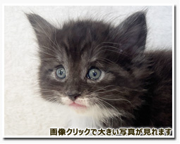 ノルウェージャンフォレストキャット