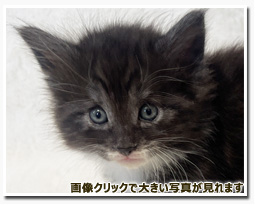 ノルウェージャンフォレストキャット