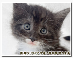 ノルウェージャンフォレストキャット