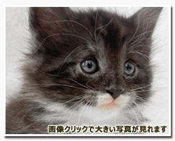 ノルウェージャンフォレストキャット