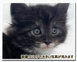 ノルウェージャンフォレストキャット