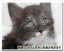 ノルウェージャンフォレストキャット