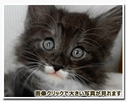 ノルウェージャンフォレストキャット