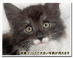 ノルウェージャンフォレストキャット