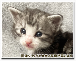 ノルウェージャンフォレストキャット