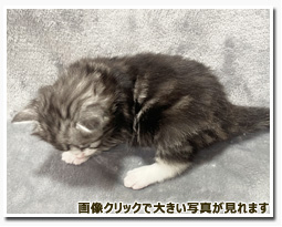 ノルウェージャンフォレストキャット