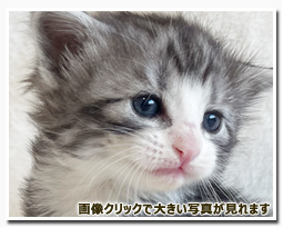 ノルウェージャンフォレストキャット